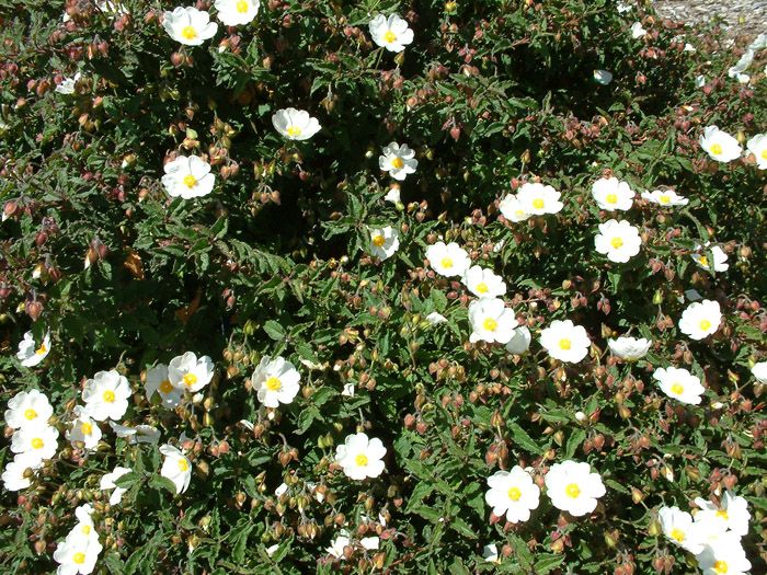 Plant photo of: Cistus salviifolius
