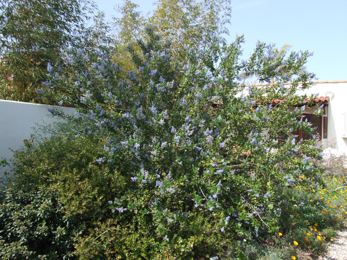 Plant photo of: Ceanothus arboreus 'Ray Hartman'