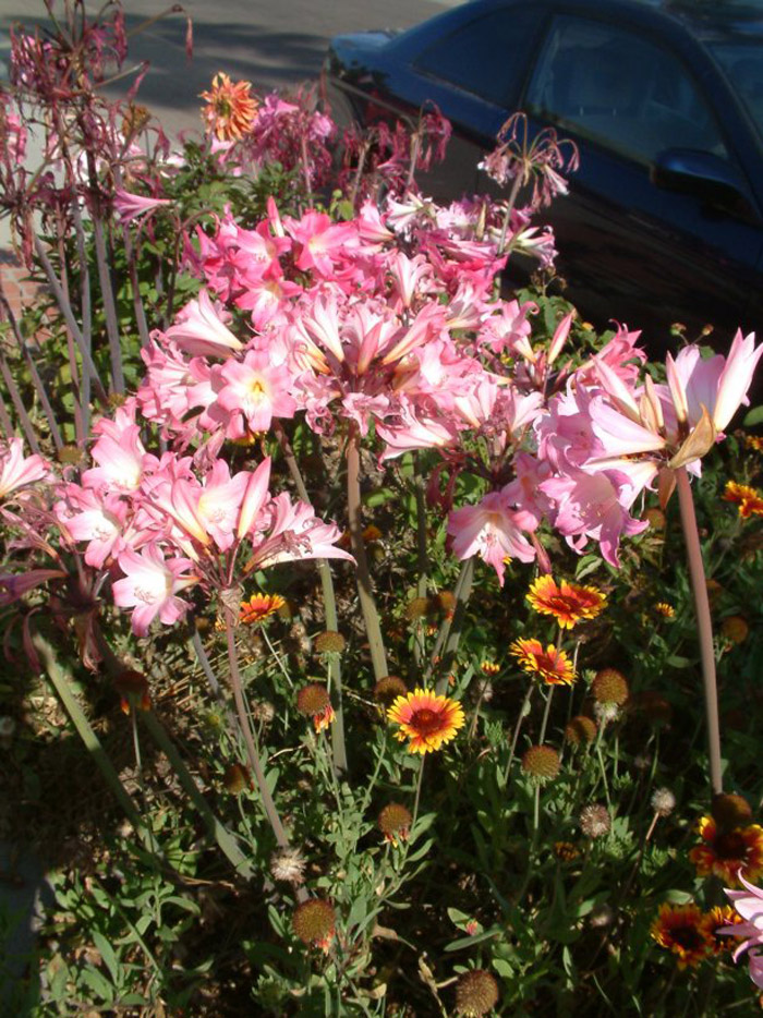 Plant photo of: Amaryllis belladonna