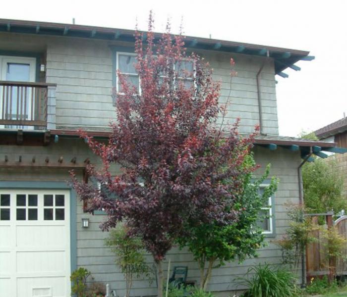 Plant photo of: Prunus cerasifera 'Krauter Vesuvius'