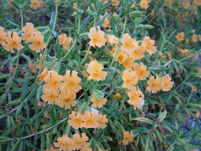 Plant photo of: Mimulus aurantiacus