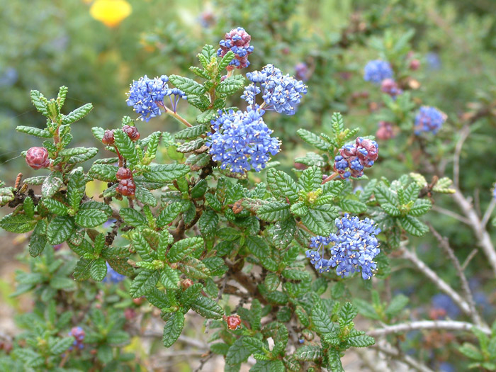 Plant photo of: Ceanothus 'Dark Star'