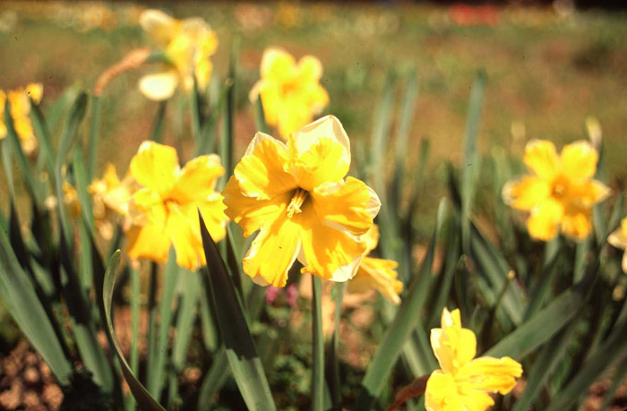 Plant photo of: Narcissus 'Mistrial'