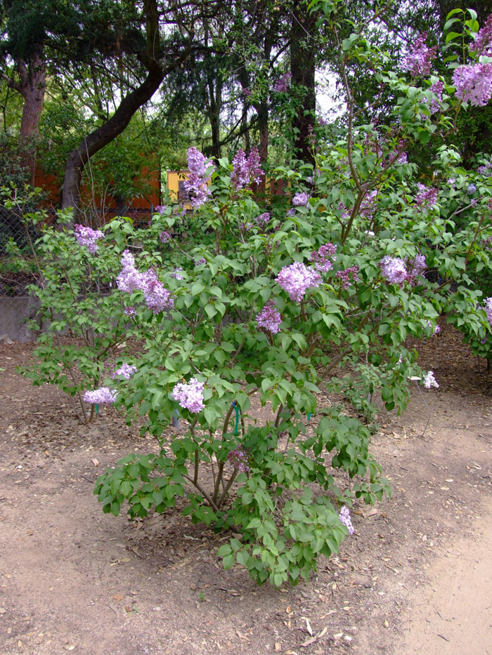 Plant photo of: Syringa vulgaris