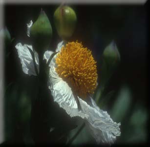 Cal Native Plants