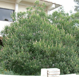 Erosion Control Plants
