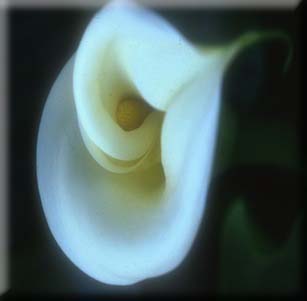 Attracts Hummingbirds
