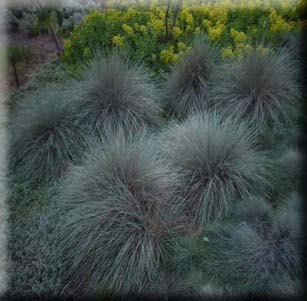 Ornamental Grasses