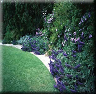 Shrub Borders