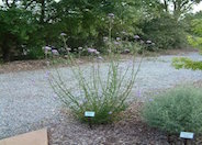Brazilian Verbena