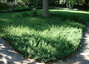 Shore Juniper