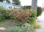 Chaenomeles japonica