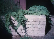 Juniperus procumbens 'Nana'