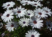 Freeway Daisy
