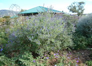Teucrium fruticans 'Azurea'