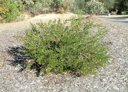 Ceanothus 'Julia Phelps'