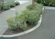 Lavender Cotton
