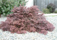 Loropetalum chinese 'Rubrum'