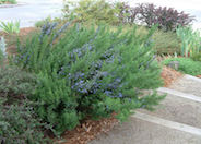 Rosmarinus officinalis 'Majorica  Pink'