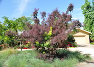 Cotinus coggygria 'Royal Purple'