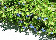 Ceratostigma plumbaginoides