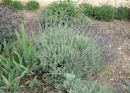 Lavandula 'Goodwin Creek Gray'
