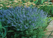 Lavandula angustifolia 'Lavender Lady'
