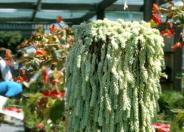 Sedum morganianum