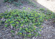 Arctostaphylos uva-ursi 'Point Reyes'