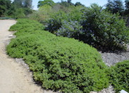 Baccharis piluraris 'Twin Peaks'