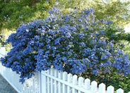 Ceanothus 'Concha'