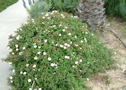 Cistus salviifolius