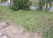 Myoporum parvifolium