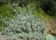 White Sage