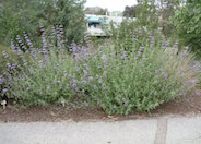 Purple Sage