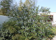 Ceanothus arboreus 'Ray Hartman'