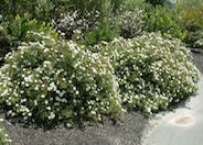 Cistus hybridus