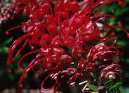 Grevillea 'Canberra'