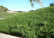 Rosmarinus officinalis 'Huntington Carpe