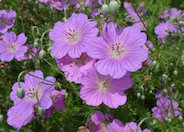 Crane's Bill