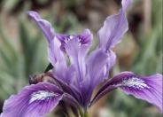 Iris douglasiana