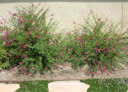Red Star Autumn Sage