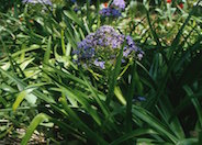 Scilla peruviana