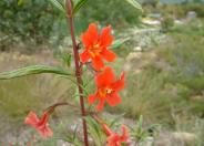 Mimulus puniceus