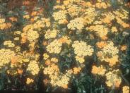 Achillea millefolium 'Terra Cotta''