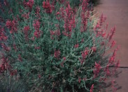 Agastache rupestris