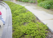 Baccharis pilularis 'Pigeon Point'