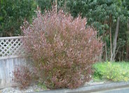 Dodonaea viscosa 'Purpurea'