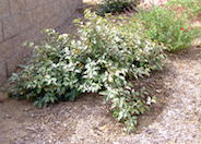Elaeagnus pungens 'Maculata'