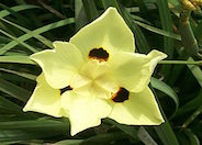 Yellow Wild Iris